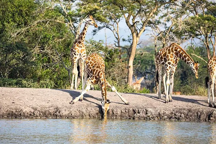 Giraffes Drinking Water